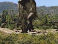 WalkingWithDinosaurs-13.jpg