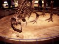 rex_exhibit_small1.jpg