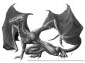 1270069897.antar-dragon_antardragonrefgrey.jpg