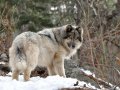 1269918835.taj_wolf_sanctuary_12.jpg