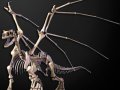 dragon_skeleton-1.jpg