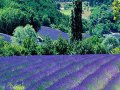 st-wish001@lavender_field_in_provence_-_france.jpg