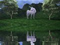 Unicorn-Reflections-8286.jpg