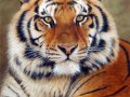 siberian-tiger-6.jpg