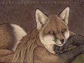 1194670396.darknatasha_casual_fox_by_darknatasha.jpg