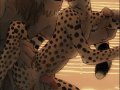 m_1175287929772_lioncheetah.jpg